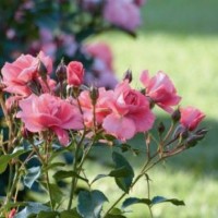 Žlahtne lepotice - vrtnice
