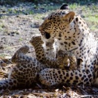 Živahna leopardja mladička