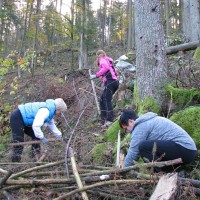 Sajenje dreves v okolici Logatca