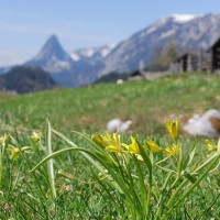 FOTO2 Štajerska, travnika, trava, poletje, jasno, sončno, gore, izlet, pohod, dopust