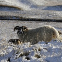 ovca, sneg, mraz