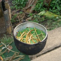 ayahuasca