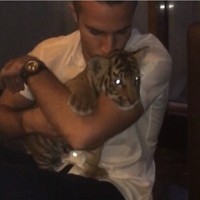 Robin Van Persie tiger