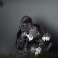 koko gorila