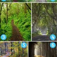 Gozdne poti