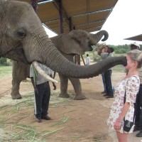 Srečanje s slonom