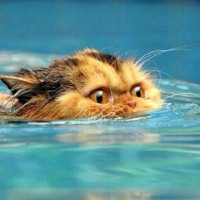 Danes plavam v bazenu