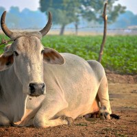 indian-cow