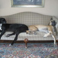 Zaspala sta kar na kavču