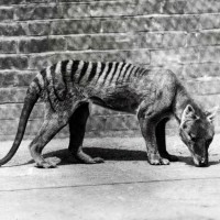 tasmanski tiger