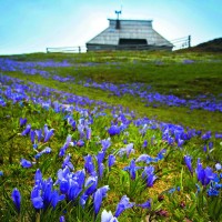 velika_planina01