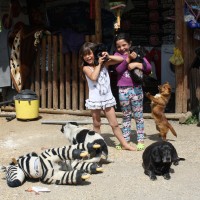 Psi v romskih naseljih