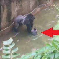 Gorila Harambe