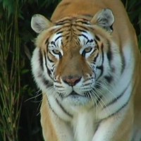 Tiger v živalskem vrtu Terra Natura v Španiji