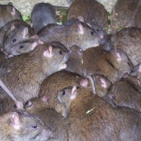 podgane