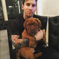 messi mastiff