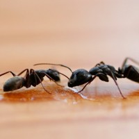mravlje