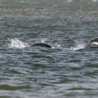 Loch Ness, Nessie