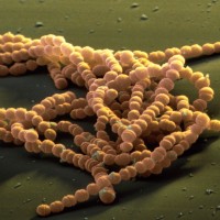 Streptococcus agalactiae bacteria