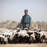 Afganistan pastir čreda ovce vojaki