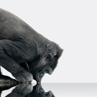 45_gorila