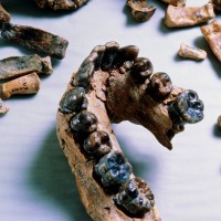 homo habilis