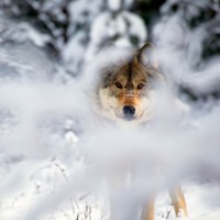 volk resničnostni šov