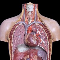 model, človeško telo, notranji organi