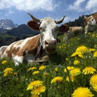 krave-zvonci-svica_re_16.07.15