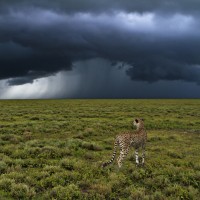 Gepard, nevihta, savana