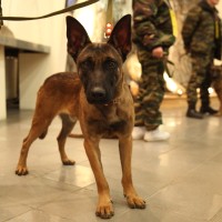 Klonirani belgijski ovčar, malinois