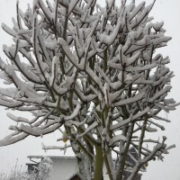 sneg, koroska5