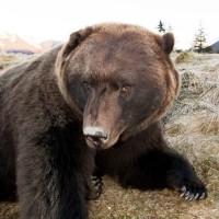 Rjavi medved je zavarovana vrsta