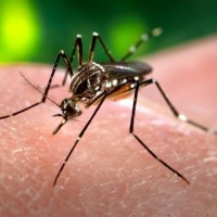 Aedes aegypti komar