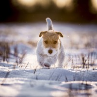 pes, sneg