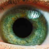 očesna mrežnica