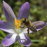 čebela, nabiranje medu