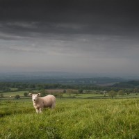vreme, ovca, travnik, oblačno