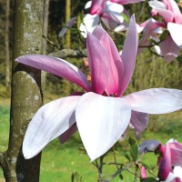 magnolije