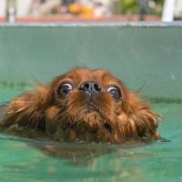pes, plavanje, voda, morje