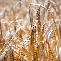 pšenica - suša