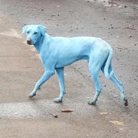 pes modre barva