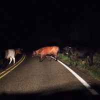 cesta, krava, krave, noč