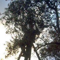 lestev, drevo, obrezovanje, obiranje oliv