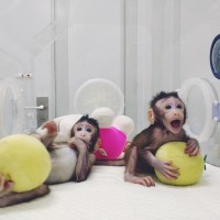 klonirani opici_kitajska