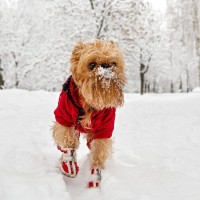 pes, sneg