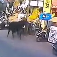 napad bika