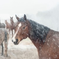 sneg, konj