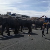 sloni nesreča španija