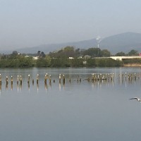 Ptujsko jezero, rečni galebi